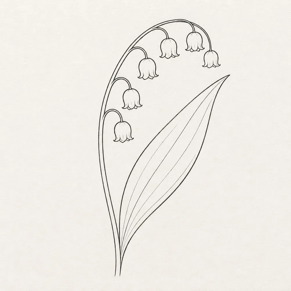 A single arching lily of the valley stem with six small bell flowers hanging from it and one long leaf curving up beside it.